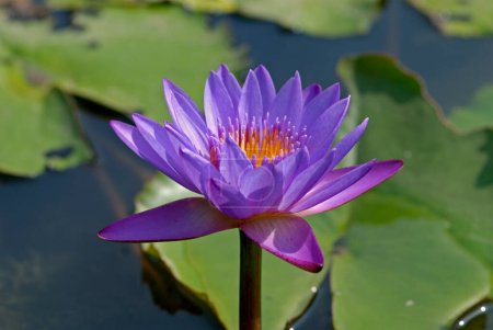 Purple lotus in pond ; Rajkot ; Gujarat ; India