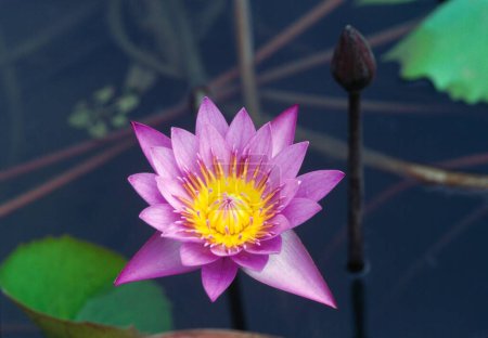 Water lily nymphaea stellata