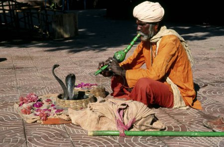 Téléchargez les photos : Charmeur de serpent jouant pungi devant le serpent - en image libre de droit