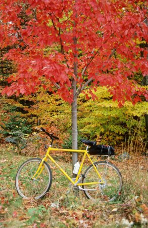 Photo for Bicycle under autumnally tree - Royalty Free Image
