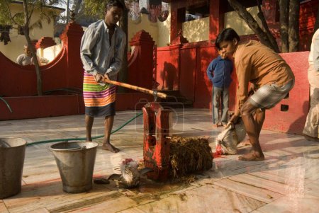Foto de Sacrificio religioso de cabra en el templo de Rajrappa y el templo de Maa Chhinna Mastika, Rajrappa, Jharkhand, India - Imagen libre de derechos