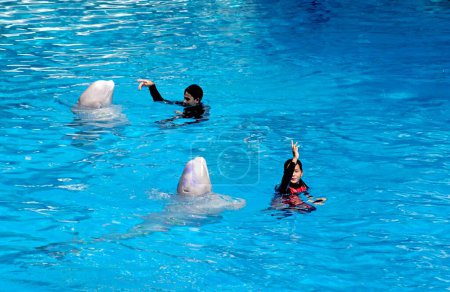 Foto de Dos delfines bailando en sincronización con los entrenadores en agua azul en el show de delfines Safari world Bangkok, c, Sureste Asiático - Imagen libre de derechos