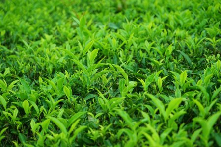 Plantación de té, Tea Nest resort, Singara Estate, Coonoor, Nilgiris, Tamil Nadu, India