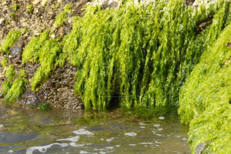 Photo for Lush green moss on rock and sea water ; Harihareshwar Beach ; Konkan region ; Distract Raigad ; Maharashtra ; India - Royalty Free Image