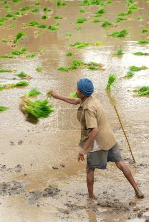 Téléchargez les photos : Un agriculteur jette une récolte de riz dans une rizière pour semer, Madh, Malshej Ghat, Maharashtra, Inde - en image libre de droit
