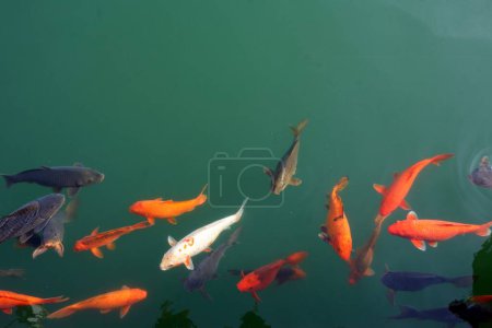 Bunte Fische im See von Harmandir Sahib oder Goldener Tempel in Amritsar; Punjab; Indien