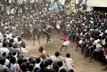 Photo for Jallikattu bull taming in pongal festival, Alanganallur, Madurai, Tamil Nadu, India - Royalty Free Image
