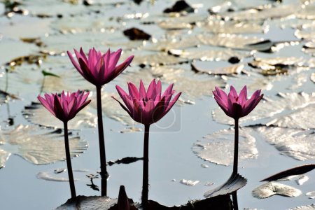 Téléchargez les photos : Quatre fleurs de lotus rose dans l'étang, Nelumbo nucifera, lotus sacré, lotus Laxmi, lotus indien, Chikhli, Navsari, Gujarat, Inde, Asie - en image libre de droit