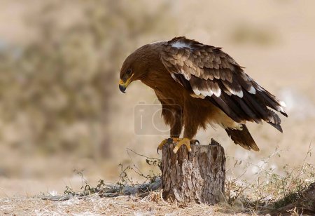 Steppe Eagle Bikaner, Rajasthan, India, Asia
