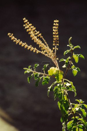 Foto de Tulsi Kalatulsi, albahaca sagrada, albahaca sagrada Ocimum tanuiflorum, producto a base de hierbas, planta medicinal ayurvédica - Imagen libre de derechos