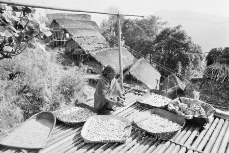 Photo for Nocte housewife drying vegetables on bamboo platform, Khonsa, Arunachal Pradesh, India 1982 - Royalty Free Image