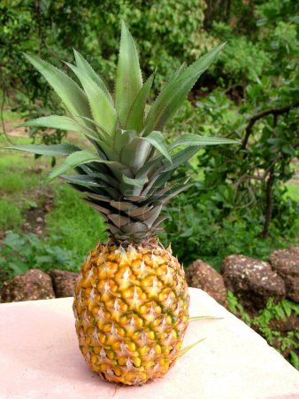 Téléchargez les photos : Nourriture, Ananas des fruits (Ananas comosus) - en image libre de droit