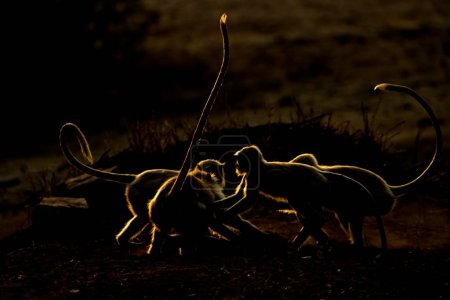 Téléchargez les photos : Rétro-éclairé langurs gris ou Hanuman langurs sautant ludique au crépuscule dans la réserve de tigre Ranthambhore de l'Inde - en image libre de droit