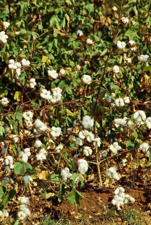 Foto de Campo de algodón, etapa de cosecha de cultivos, Gossypium herbaceum, India - Imagen libre de derechos