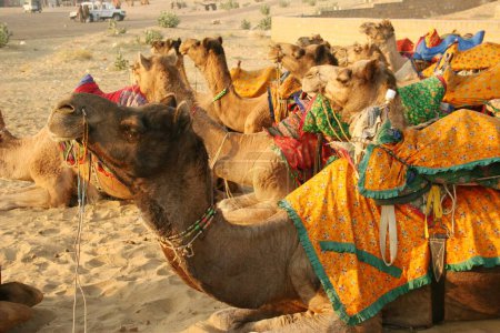 Foto de Camellos esperando al turista en Sam Thar desert safari sand dunes, Jaisalmer, Rajasthan, India - Imagen libre de derechos