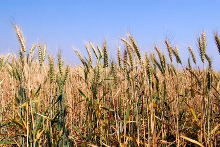 Spike of corns of wheat crop ready for harvesting ; village Urli Kanchan ; Pune ; Maharashtra ; India