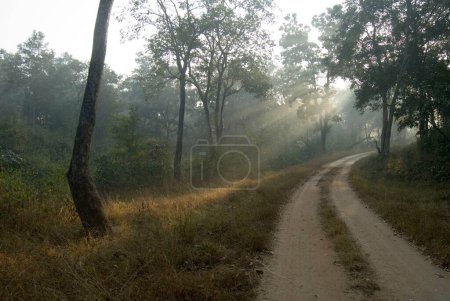 Téléchargez les photos : Chemin et rayons du soleil matinaux dans le parc national Betla ; Palamu ; Daltnganj ; Jharkhand ; Inde - en image libre de droit