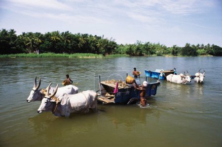 Foto de Recogida de arena en cauvery río carga en carros de buey, thanjavur, tamil nadu, India - Imagen libre de derechos
