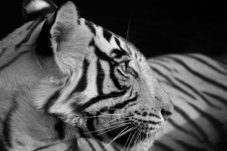 Schwarz-weißes Infrarot-Porträt eines wilden Tigers in einem Wasserloch im Ranthambhore Nationalpark in Indien