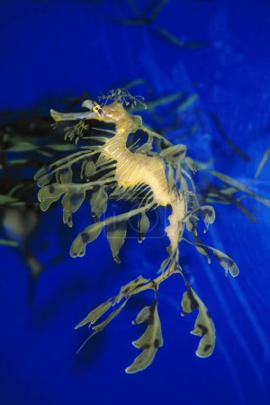 Téléchargez les photos : Poissons Cheval de mer Dragon de mer Vie marine - en image libre de droit