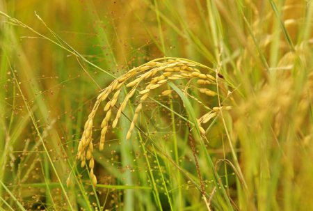 Photo for Paddy rice field ; madgaon ; goa ; india - Royalty Free Image