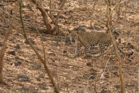 Tigre, parc national de Gir, Gujarat, Inde, Asie