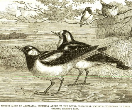 Photo for Lithographs magpie larks of australia recently added to the royal zoological societys collection in their gardens regents park I L News 28 February 1863, India - Royalty Free Image