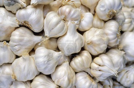 Set of organic spices - Garlic
