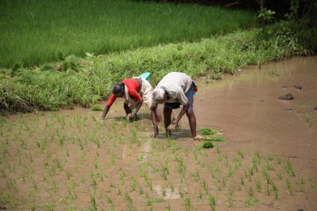 Foto de Campesino y agricultora replantando arroz en arrozal; Konkan, Maharashtra, India - Imagen libre de derechos
