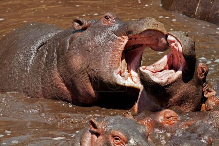 Photo for Hippopotamus taking bath, serengeti national park, tanzania, africa - Royalty Free Image