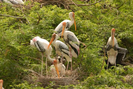 Grupo de aves cigüeñas pintadas en el árbol; zoológico de Delhi; Delhi; India