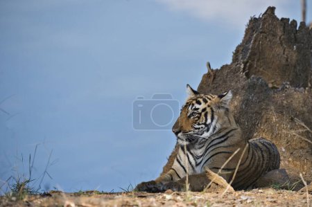 Bengal tiger in Ranthambhore national park, rajasthan, India, Asia