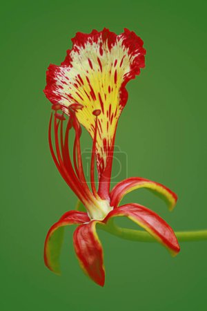 Gulmohar Blume, visakhapatnam, andhra pradesh, Indien, Asien