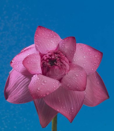Téléchargez les photos : Une fleur de Lotus rose sur fond bleu (nelumbo nucifera) - en image libre de droit