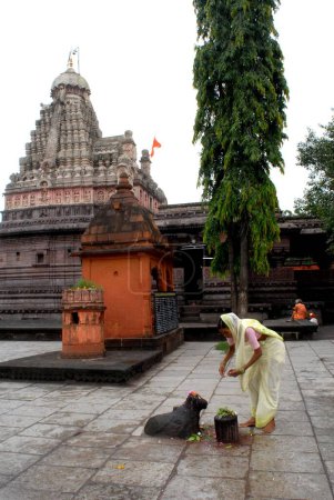 Téléchargez les photos : Les dévots adorant la statue nandi au temple Ghrishneshwar jyotirlinga ; Virul à 1 km des grottes d'Ellora ; Aurangabad ; Maharashtra ; Inde - en image libre de droit