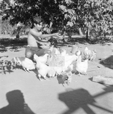 Foto de Sección avícola. VIDYAPITH está capacitando a los jóvenes rurales para una vida progresiva. Ciudad de Nanjangud cerca de Mysore. Karnataka. India - Imagen libre de derechos
