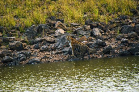 Tigre royal du Bengale, sanctuaire faunique de Tadoba, Maharashtra, Inde, Asie