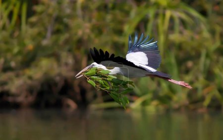 Téléchargez les photos : Openbill Stork carrying nesting material karnataka India Asia - en image libre de droit
