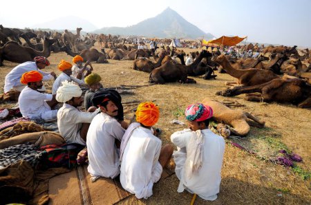 Foto de Camellos en la feria pushkar, Rajastán, India - Imagen libre de derechos