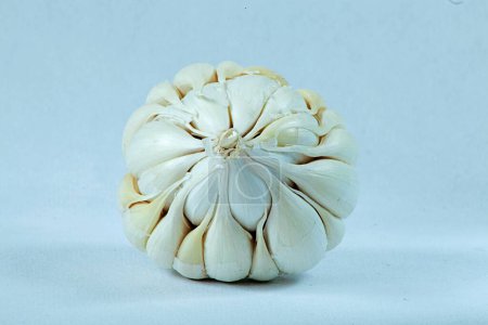 Photo for Garlic with white background, India, Asia - Royalty Free Image