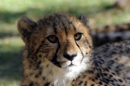 Leopardo africano Sudáfrica