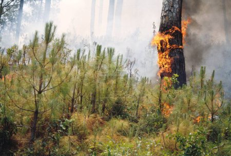 Foto de Incendios forestales, almora, uttaranchal, india - Imagen libre de derechos
