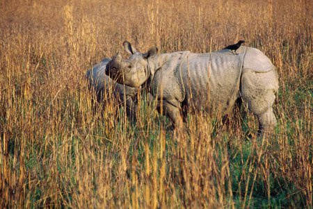 One Horn Rhinoceros Rhinoceros unicornis, parc national de Dudhwa, Uttar Pradesh, Inde