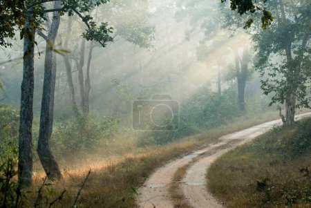 Téléchargez les photos : Chemin et rayons du soleil matinaux dans le parc national Betla ; Palamu ; Daltnganj ; Jharkhand ; Inde - en image libre de droit