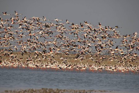 Aves flamencas menores que vuelan, Porbandar, Gujarat, India, Asia