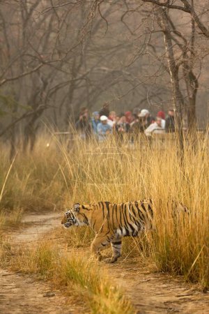 Tiger Panthera tigris; Ranthambore Tigerreservat; Rajasthan; Indien