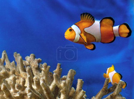Photo for Fishes , Clown Fish in a fish tank Anemone fish (Amphiprion percula) - Royalty Free Image