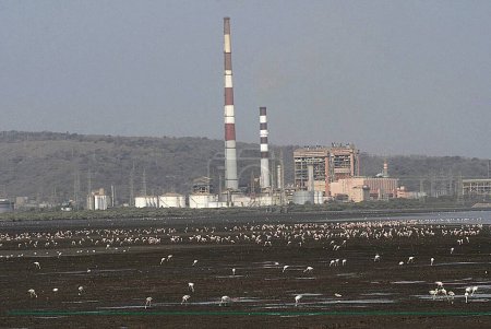 Téléchargez les photos : Oiseaux ; flamants roses mineurs arrivent dans les raffineries polluées ; Bombay Mumbai ; Maharashtra ; Inde - en image libre de droit
