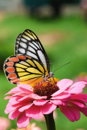 Téléchargez les photos : Jezebel delias eucharis papillon commun, jardin botanique de Lalbagh, Bangalore, Karnataka, Inde - en image libre de droit