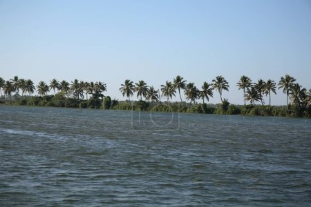 Backwaters from Kottayam to Alleppey ; Coconut trees in line ; Alappuzha ; Kerala ; India.